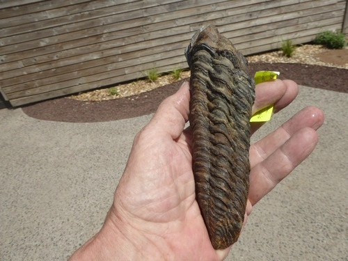 Trilobite neseuretus - trilobite,