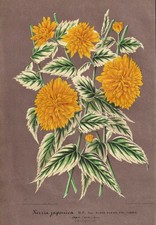 Kerrie Fleurs D'Or Japonaises Botanique Stroobant Litho