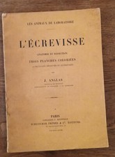 1904*L'ECREVISSE ANATOMIE ET