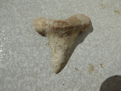 Dent fossilisee otodus - dent, d'otodus