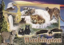 OURS LEOPARD LYNX Animaux