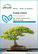 SAFLAX - Graines - Erable
