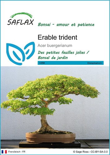 Saflax graines erable - -,