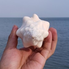 16-21CM Naturel Conque