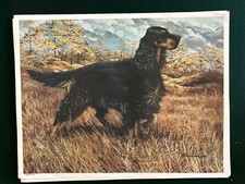 Gordon Setter in Field Limited