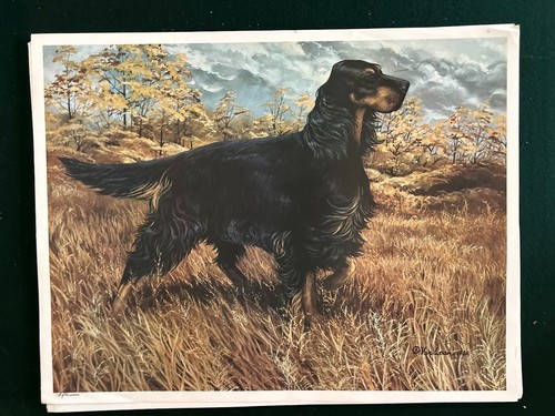 Gordon setter field limited - setter,