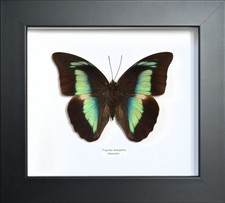 Papillon naturalisé encadré