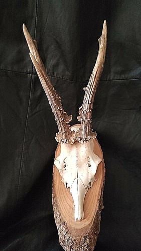 Corne chevreuil taxidermie - de,
