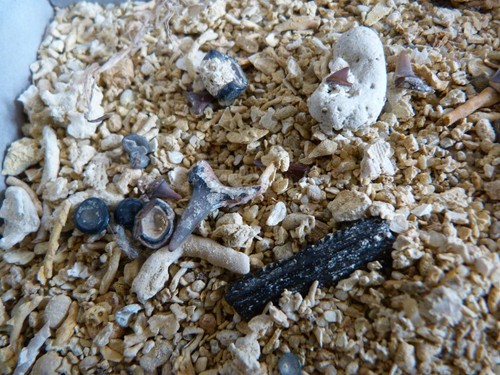 Sable micro fossiles - à, micro-fossiles