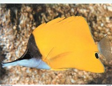 Animaux - Poissons - Aquarium de La Rochelle - 4 - Acanthostracion Quadricornis