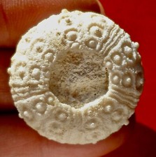 OURSIN FOSSILE CRÉTACÉ DU