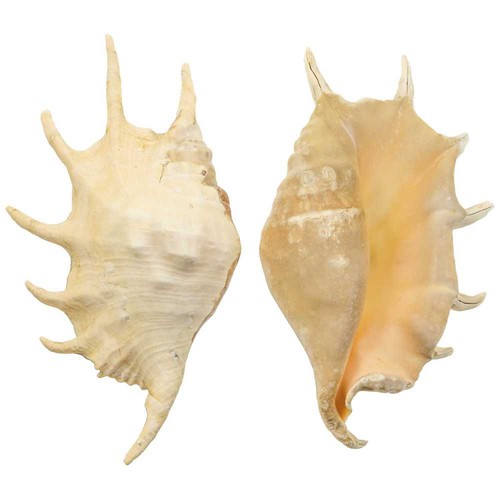 Coquillage lambis truncata - ,
