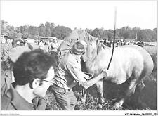 AJJP6-0544 - METIER - PLOUAY - CONCOURS DEPARTEMENTAL DU CHEVAL BRETON