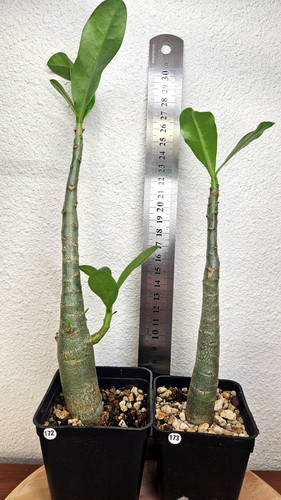 Adenium arabicum 2 - arabicum,