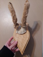 Trophee De Chasse Massacre