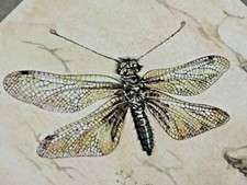 1949 R Jeannel ENTOMOLOGIE