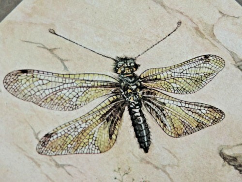 1949 jeannel entomologie - 1949,