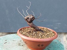 Bonsaï orme champêtre 30 x 8 cm plante articulée livraison gratuite...