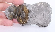 Rare Ammonite Positive