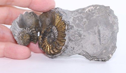 Rare ammonite positive - rare,