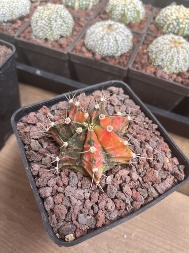 Cactus gymnocalycium variegata - gymnocalycium,