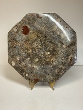 Plaque marbre ammonites - plaque, d’ammonites