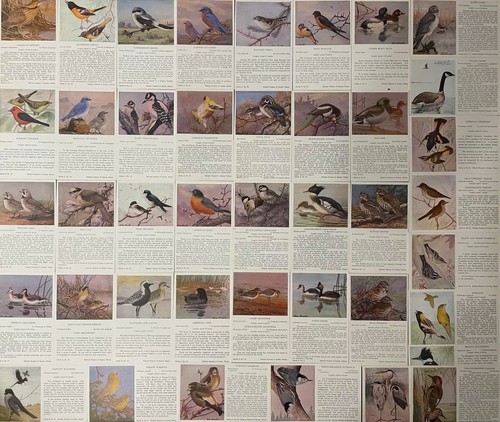Lot birds topic - lot,