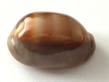 coquillage Cypraea VENTRICULUS