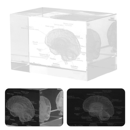 Modèle anatomie du - du, cerveau