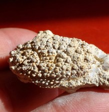 CRABE FOSSILE MIOCÈNE