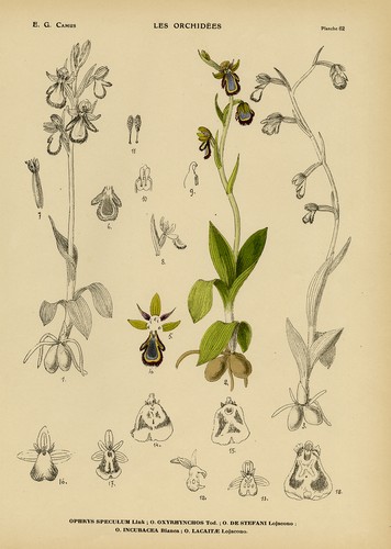 Antique print natural - antique, print-natural