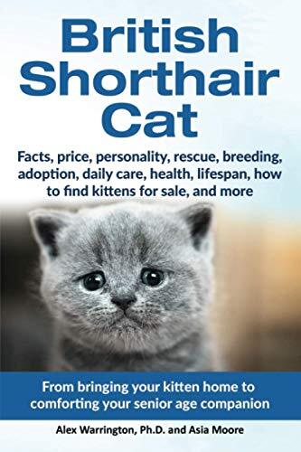 British shorthair cat - cat:, from