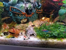 Crevettes Neocaridina