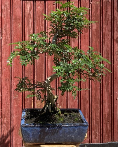 Bonsaï zanthoxylum piperitum - bonsaÏ,