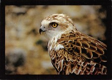 40-VOLERIE DES AIGLES-N�3805-D/0327