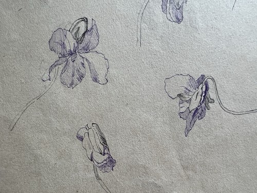 Dessin ancien etude - iris, encre