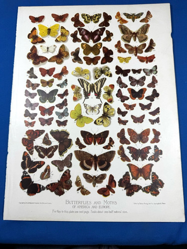 1900 litho print - litho,