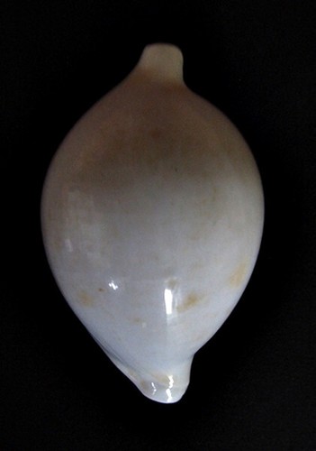 Ovula ovum mm - 78,