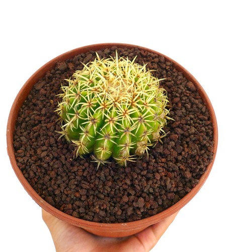 Echinocactus grusonii form