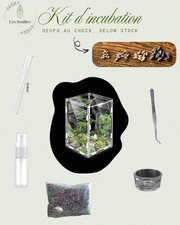 Incubation Kit - Phyllium