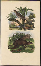 1839 Gravure aquarellée