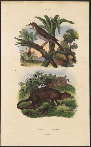1839 gravure aquarellée - 1839,