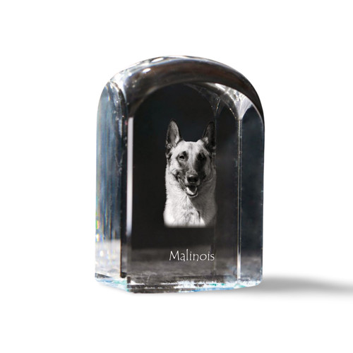 Malinois chien berger - malinois, de