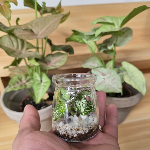 Mini terrarium with - terrarium,