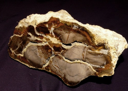 Bois fossilisé oregon - bois, fossilisé,