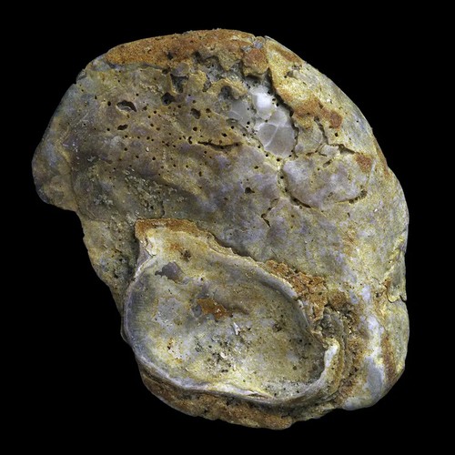 Huître fossile de - ★☆,
