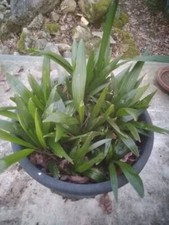 3 Petits plant de PALMIER chanvre Trachycarpus fortunei 15 CM 