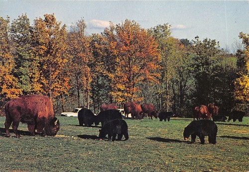 07-PEAUGRES-SAFARI