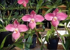 Phragmipedium Memoria Mariza