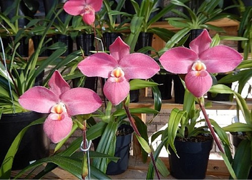 Phragmipedium memoria mariza - phragmipedium,